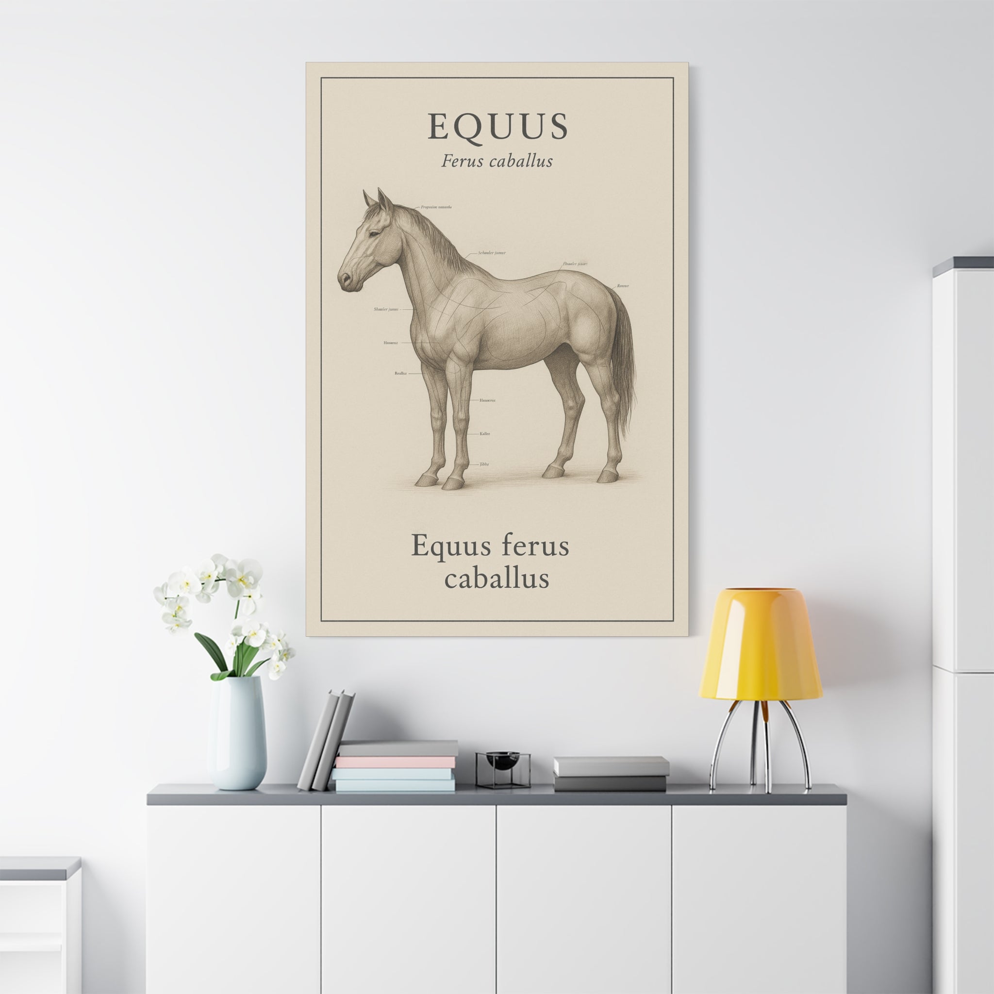 Equus Horse Anatomy