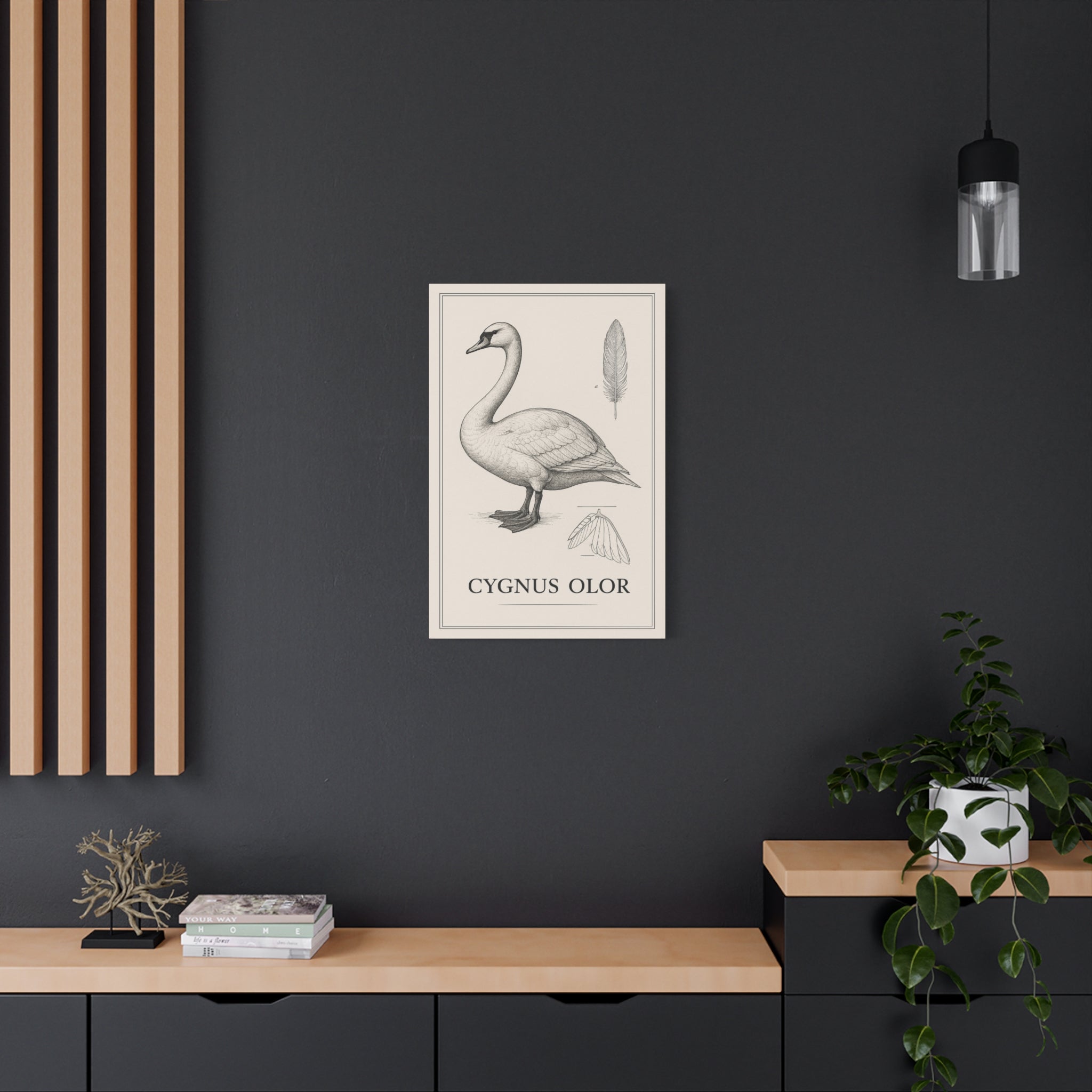 Swan Illustration