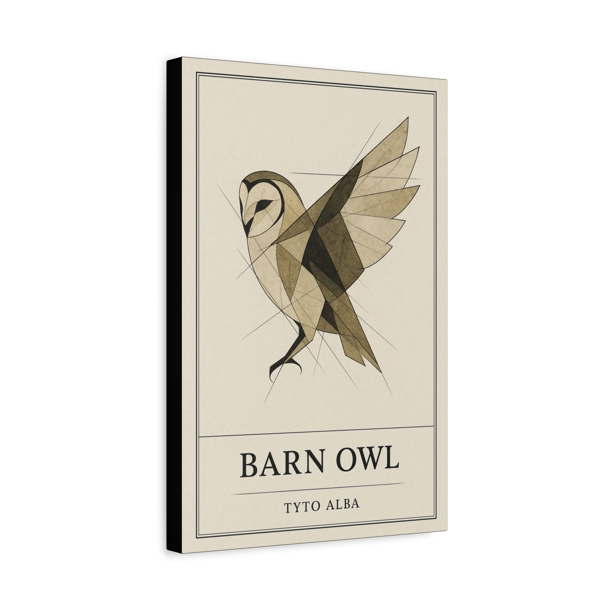 The Barn Owl