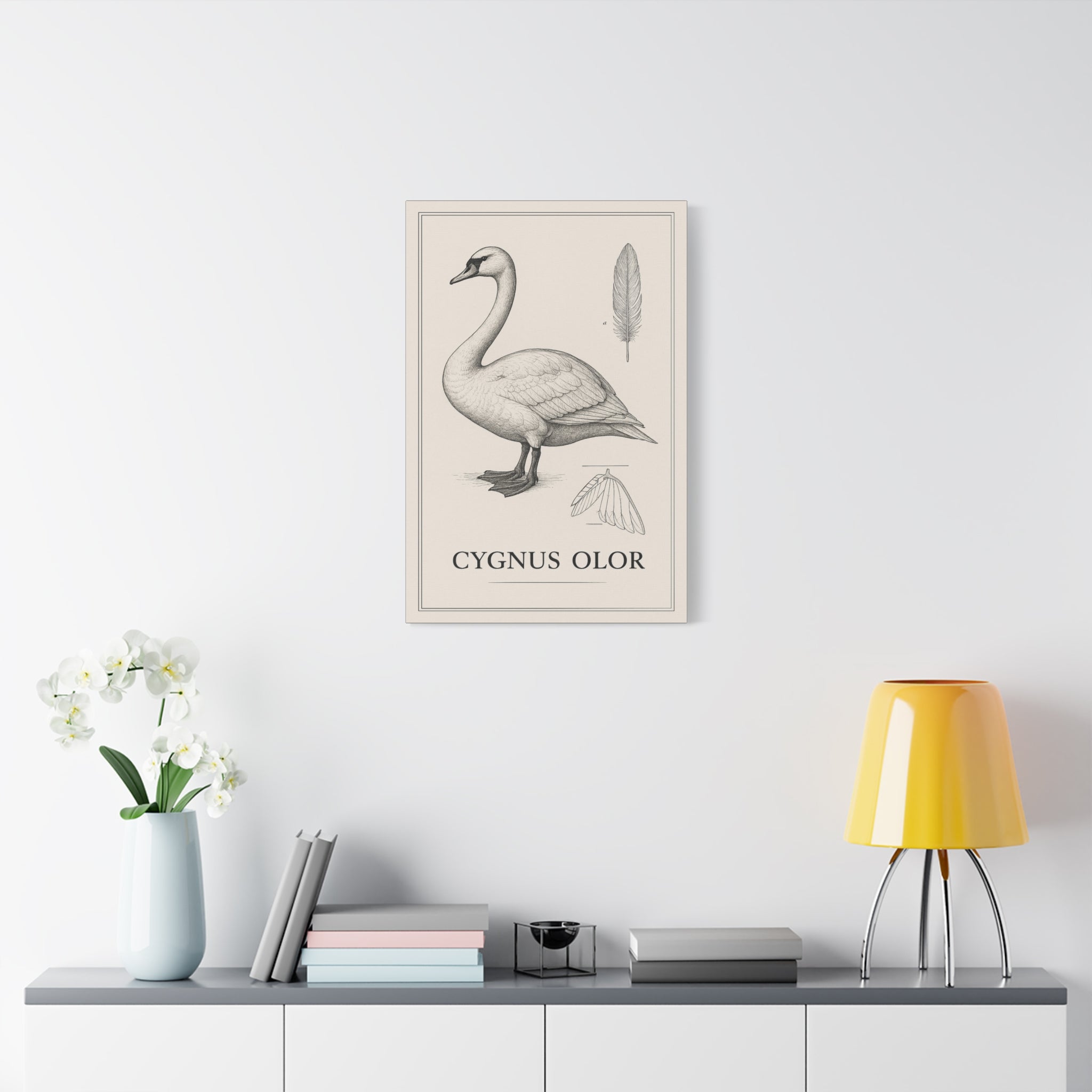 Swan Illustration