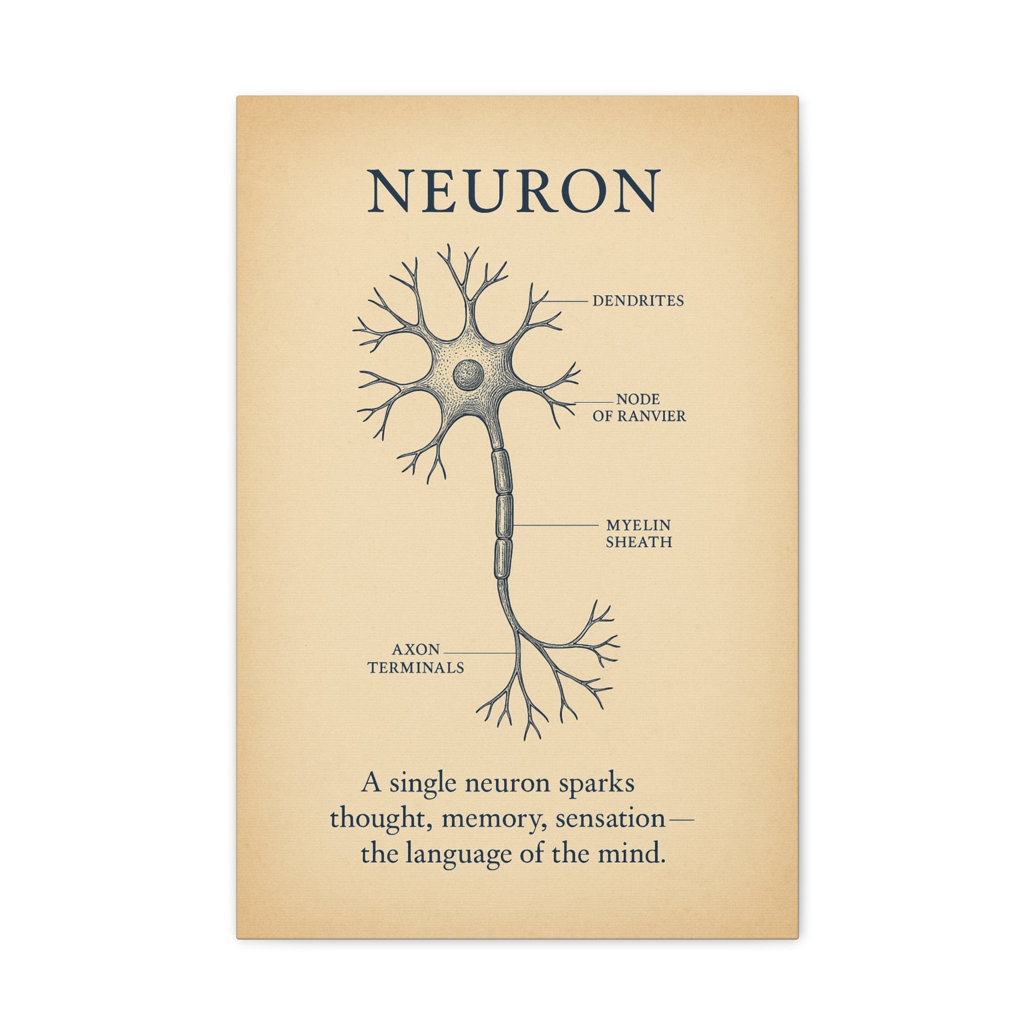 Neuron Anatomy