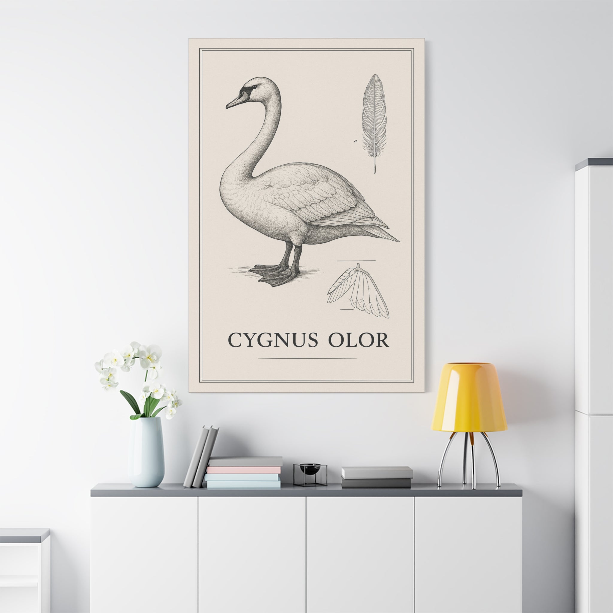 Swan Illustration