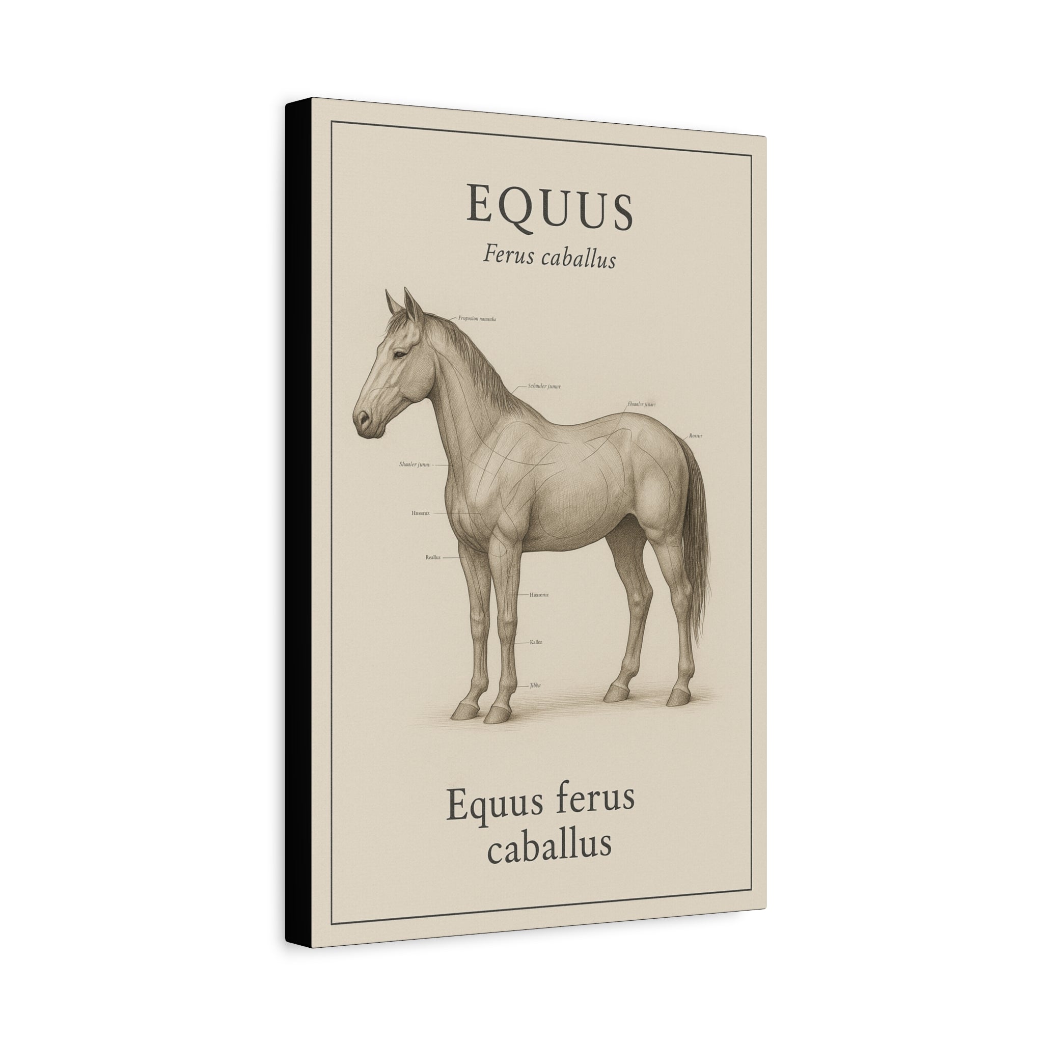 Equus Horse Anatomy