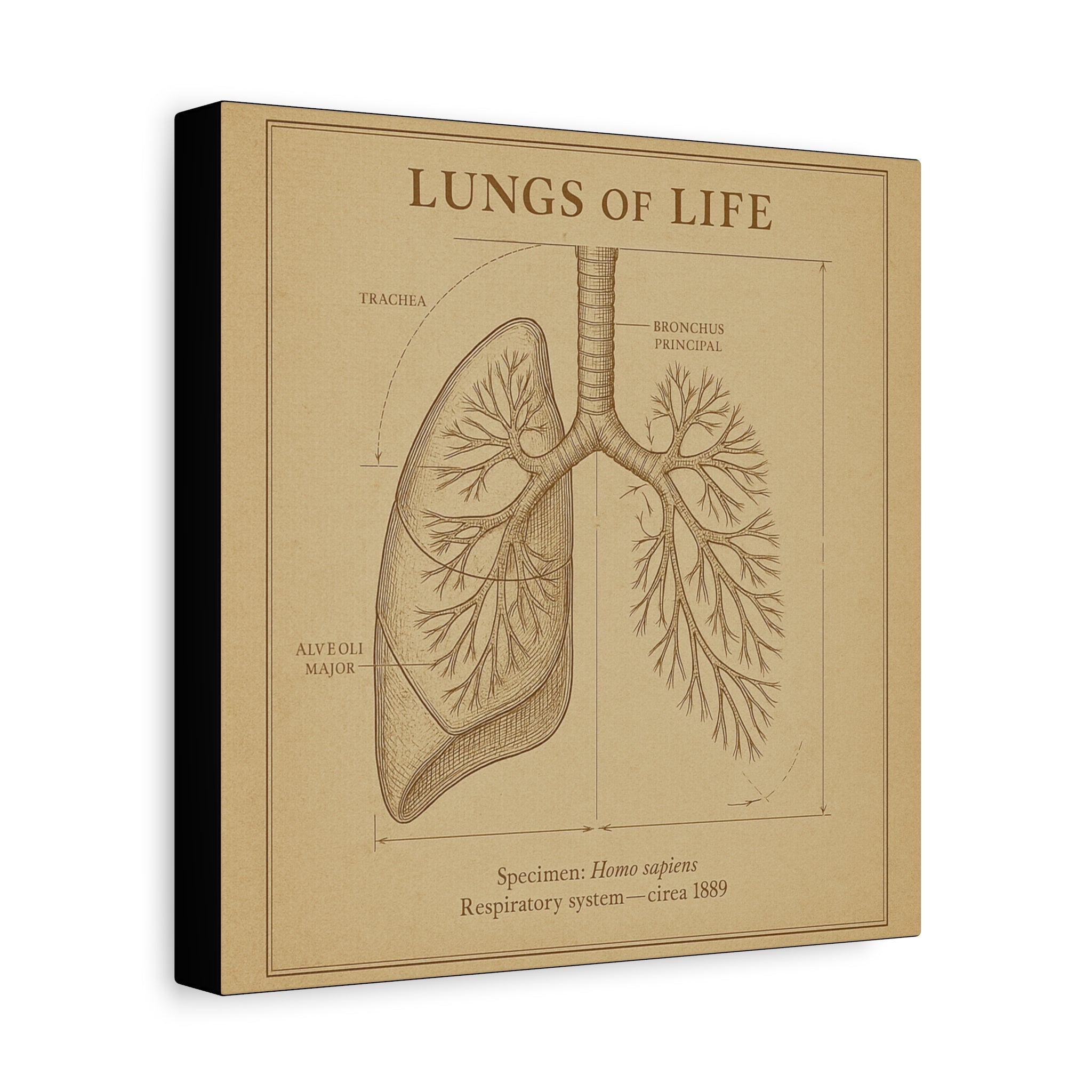 Lungs of Life