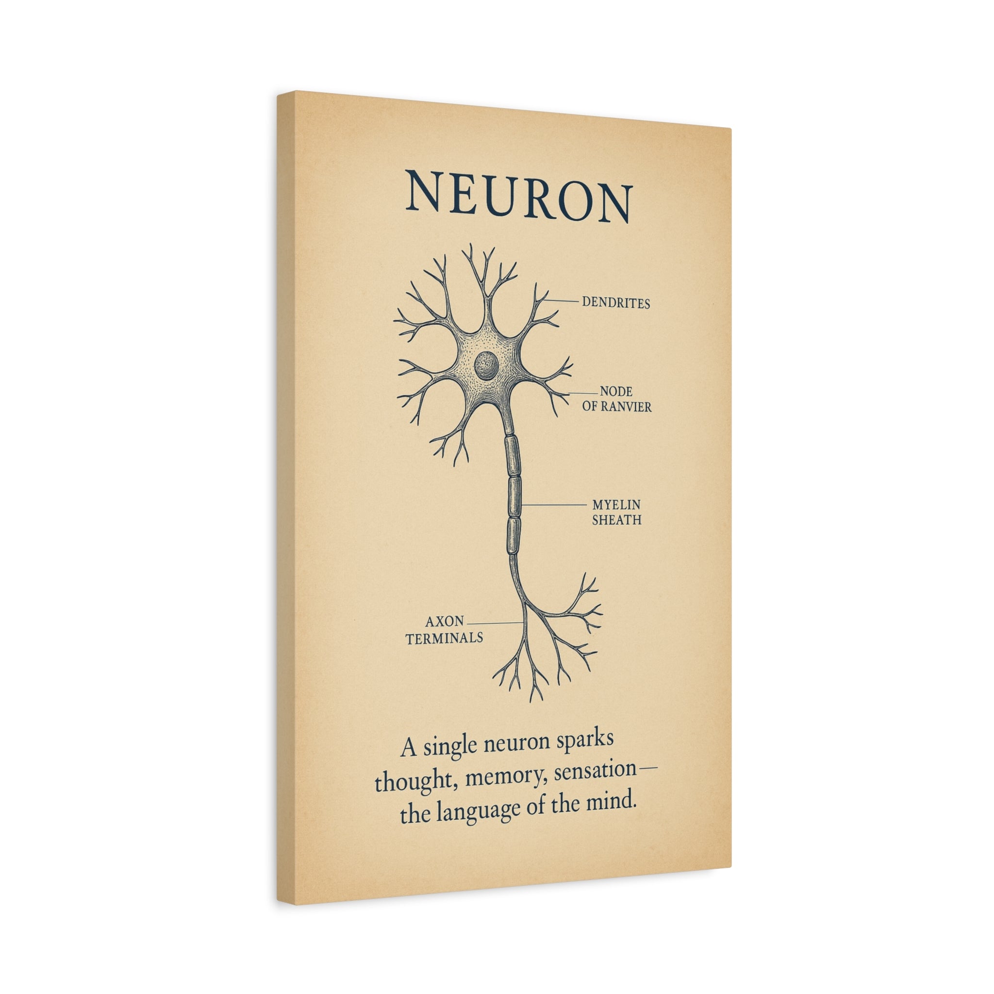 Neuron Anatomy